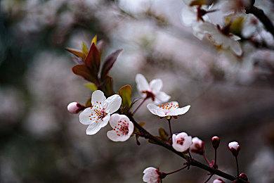 休闲种田生活模拟新作《Cattle Country》发布试玩版